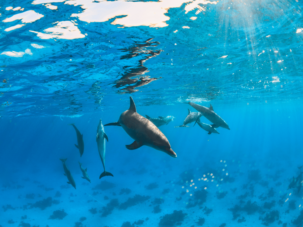The unknown dolphins of the Gulf of Suez, Red Sea.